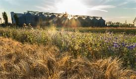 AGRICOLTURA SOSTENIBILE, NASCE LA “CARTA DEL MULINO”