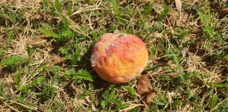 MANTOVA – ” Lotta alla cimice asiatica: vespa samurai si, ma con cautela”