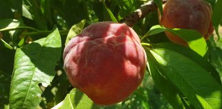 Cimice asiatica, Regione Lombardia: segnalare danni entro e non oltre il 20 gennaio