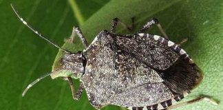 Cimice asiatica, Coldiretti Mantova lancia l’allarme: danni già oltre i 2 milioni di euro I frutteti mantovani “soffrono” l’invasione di cimice asiatica, da alcuni anni flagello di colture quali meli, peri, kiwi, ma anche peschi, ciliegi, albicocchi e piante da vivaio,