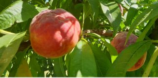 Clima, Coldiretti Mantova: “Le gelate notturne compromettono i frutteti”