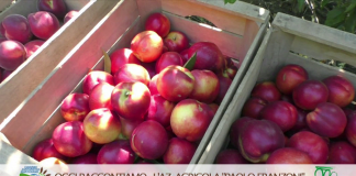 Oggi raccontiamo… Azienda Agricola Franzoni