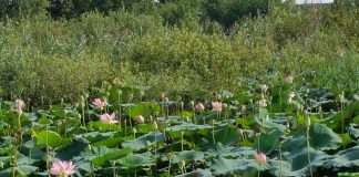 Parco del Mincio: prosegue il taglio del loto e il contenimento dei trigoli Parco del Mincio: prosegue il taglio del loto e il contenimento dei trigoli. Tra le attività in programma anche interventi straordinari per il ripristino idrodinamico dei canali interni.