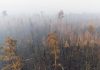 INCENDI IN SIBERIA, GREENPEACE LANCIA L’ALLARME CLIMA