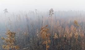 INCENDI IN SIBERIA, GREENPEACE LANCIA L’ALLARME CLIMA
