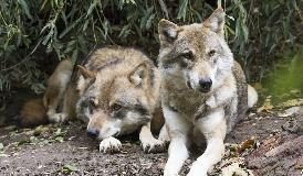 ALLARME CONFAGRICOLTURA, LUPI A POCHI CHILOMETRI DAL CENTRO DI ROMA