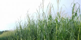 Dal Gal Oglio Po tre bandi per lo sviluppo del territorio Il maltempo ha flagellato il mantovano. Colpito soprattutto il nord della provincia