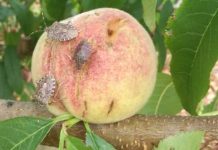 Frutticoltura e florovivaismo, da Regione 6,2 mln per prevenire danni da clima e insetti