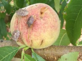 Frutticoltura e florovivaismo, da Regione 6,2 mln per prevenire danni da clima e insetti