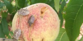 Cimice asiatica: a breve il decreto per la presentazione delle domande di indennizzo