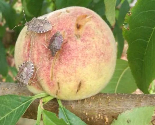 Frutticoltura e florovivaismo, da Regione 6,2 mln per prevenire danni da clima e insetti