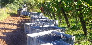 Vino: il 20 agosto parte la vendemmia. Nel mantovano la stagione è in ritardo.