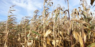 La cimice asiatica fa strage di campi: danni per 250milioni di euro. Allarme da Coldiretti