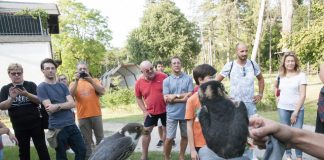 Al ParcoBaleno curati nel 2019 duecento animali. Ieri rilasciati due falchetti Al ParcoBaleno curati nel 2019 duecento animali. Ieri rilasciati due falchetti