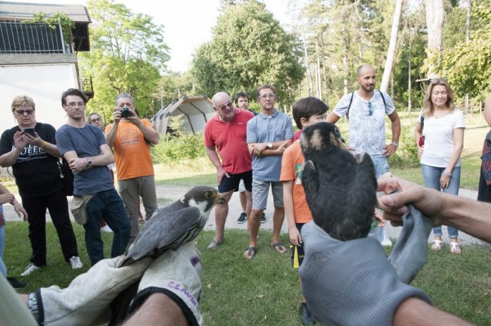 Al ParcoBaleno curati nel 2019 duecento animali. Ieri rilasciati due falchetti