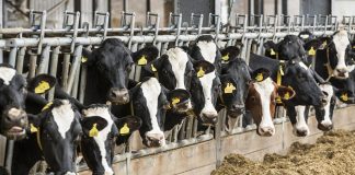 Sicurezza sul lavoro: Cia Est Lombardia in visita in alcune aziende modello