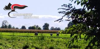 Caporalato nei campi di lattuga, nei guai il titolare di un’azienda di Guidizzolo CAPORALATO E SFRUTTAMENTO DEL LAVORO: DENUNCIATO DAI CARABINIERI IL TITOLARE DI UN’AZIENDA AGRICOLA DI GUIDIZZOLO. Nel pomeriggio di ieri, nelle campagne del Comune di Guidizzolo, presso un campo coltivato ad ortaggi, dopo mirata attività di osservazione, i Carabinieri della Stazione di Guidizzolo, in collaborazione con il Nucleo Carabinieri Ispettorato del Lavoro di Mantova hanno fermato l’ennesimo abuso commesso nei confronti degli operai impiegati nel settore agroalimentare. I militari sono intervenuti verso le ore 14.00 di ieri, nel comune di Guidizzolo, presso una coltivazione di lattuga. Nel corso delle attività i militari hanno identificato 2 lavoratori, entrambi del Bangladesh, regolari nel territorio nazionale, ma privi di contratto di assunzione e della prevista visita medica pre-assunzione, e quindi impiegati illecitamente nelle attività lavorative dell’azienda. Gli operai, da quanto emerso, ricevevano una retribuzione notevolmente inferiore rispetto a quanto previsto dal contratto di lavoro nazionale di categoria. Sul posto era presente il titolare dell’azienda agricola, A.S. 59enne del Bangladesh, residente a Guidizzolo, che, pertanto, è stato denunciato alla Procura della Repubblica di Mantova, in quanto ritenuto responsabile dei reati di intermediazione illecita e sfruttamento del lavoro, caporalato e mancata sottoposizione a visita medica preventiva dei lavoratori. Al titolare dell’azienda è stato subito notificato il provvedimento di sospensione dell’attività, oltre ad una sanzione amministrativa di euro 7.200. Il servizio rientra nell’ambito dei controlli straordinari nel settore agricolo, agroalimentare/forestale e ambientale per il contrasto dei reati in materia di sfruttamento della manodopera clandestina, caporalato, di cui alla specifica Task Force provinciale guidata dal Ten. Col. Simone Toni, Comandante della Compagnia Carabinieri di Castiglione delle Stiviere (MN).