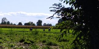 Caporalato e sfruttamento del lavoro: ai domiciliari due agricoltori di Casalromano