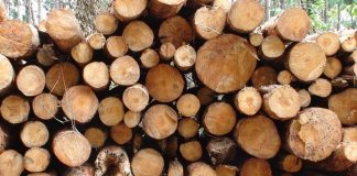 AL VIA UN PROGETTO PER ABBATTERE LA CO2 DEI PRODOTTI IN LEGNO