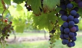 DAZI, ISMEA “ITALIA RISCHIA DI PERDERE QUOTE DI MERCATO”