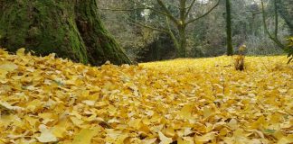 Venerdì al “Parco Bertone” lo spettacolo del foliage
