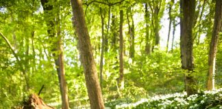 Sabato e domenica al Parco delle Bertone “Mandala Therapy”