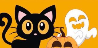 Gattile di Mantova, gestione affidata solo ad organizzazioni di volontariato