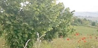 Produzione nocciole, a Mantova 148 i metri quadri coltivati. Aiuti dalla Regione Un ca,po coltivato