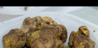 A Borgofranco pronta a partire le 25esima Fiera Nazionale del Tartufo