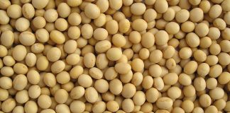 Soia, rese e prezzo in rialzo dopo un 2018 orribile