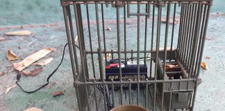 A caccia di selvaggina protetta con richiami acustici vietati: denunciati 4 cacciatori e volatili sequestrati L'operazione è del Gruppo Carabinieri Forestale di Mantova