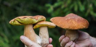 Allarme funghi: 58 intossicazioni in Lombardia. L’assessore Gallera: “Il raccolto va fatto controllare dalle ATS”