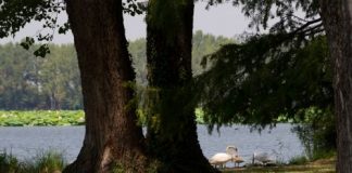 Mantova, in arrivo più alberi per il verde pubblico