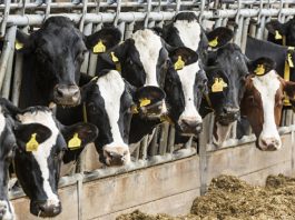 Latte, nuovo prezzo alla stalla: trovato accordo in Lombardia Antibiotici in zootecnia: in Lombardia consumi ridotti del 50%
