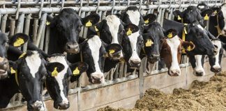 Antibiotici in zootecnia: in Lombardia consumi ridotti del 50% Antibiotici in zootecnia: in Lombardia consumi ridotti del 50%