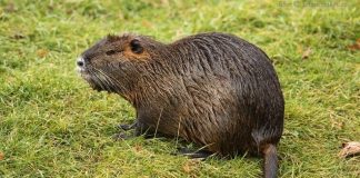 Lombardia: approvate nuove misure per il contenimento ed eradicazione delle nutrie Quasi 5 mila nutrie catturate nel pegognaghese. L'assessore Caramaschi: "è un record"