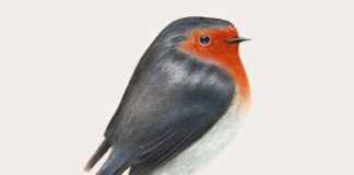 BRUNORI SAS TORNA CON L’ALBUM “CIP!”, A MARZO IN TOUR