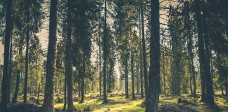 Regione stanzia 9milioni di euro per nuovi boschi. Rolfi: “95 progetti finanziati, alziamo la qualità della vita nelle città”