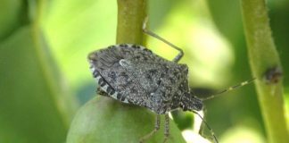 Agricoltori preoccupati, al bando l’unico agrofarmaco che contrasta la cimice asiatica Agricoltori preoccupati, al bando l'unico agrofarmaco che contrasta la cimice asiatica