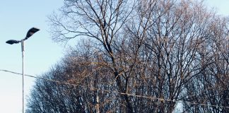 Bosco Virgiliano, Tea installa nuovi punti luce e una telecamera di sicurezza nel parcheggio del canile