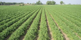 Maltempo, Coldiretti Mantova: rallentamenti in campo, soffre il pomodoro Its agroalimentare: al via il corso per tecnico per la trasformazione digitale