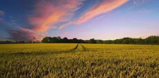 PAGAMENTI IN AGRICOLTURA, AGEA “NEL 2019 FATTO GRANDE LAVORO DI SQUADRA”