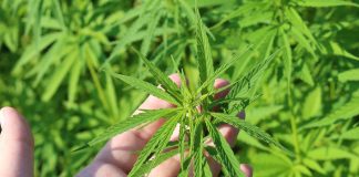 Canapa, Conti (Cia Est Lombardia): «Bene il decreto, ma limiti THC da rivedere»