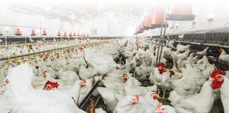 Biosicurezza, da Coldiretti bando regionale per allevamenti avicoli: aiuti fino a 60mila euro