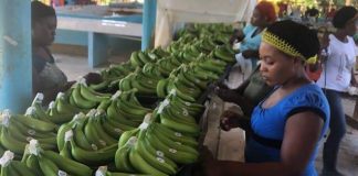 Nelle mense scolastiche italiane arrivano le banane bio