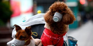 Cane lievemente positivo al coronavirus. Notizia ufficiale da Hong Kong ma no a inutili allarmismi Cane lievemente positivo al coronavirus. Notizia ufficiale da Hong Kong ma no a inutili allarmismi