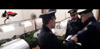 Traditi dai rottweiler che fanno scoprire il loro ingrosso di cannabis in una corte a Sustinente