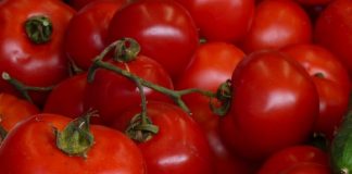 Pomodoro, iniziati i primi trapianti con le incognite meteo e prezzi: trattative in alto mare