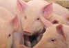 Peste suina, Fontana firma la nuova ordinanza con le regole per contenere il virus