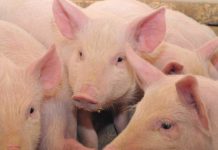 Suinicoltura, Coldiretti Mantova apre il confronto sulla resa e tutela degli allevatori